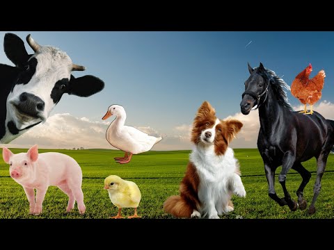 , title : 'Farm animals sound - cow, horse, rabbit, chicken, duck, pig'