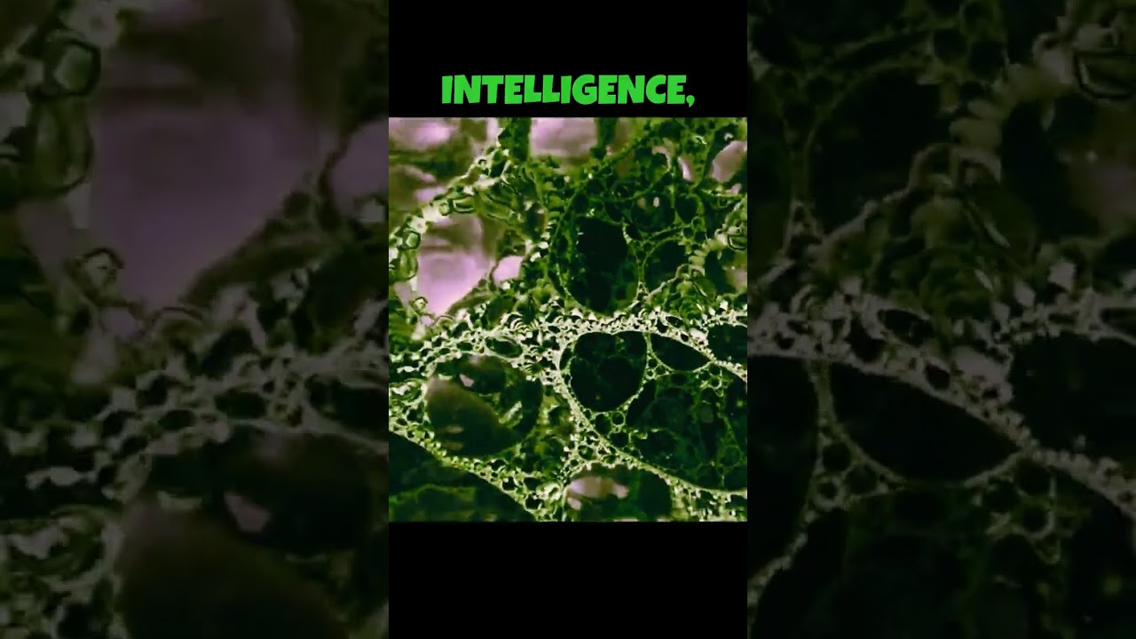 Discover Groundbreaking AI Collaboration at AAAI-25 Bridge Program!