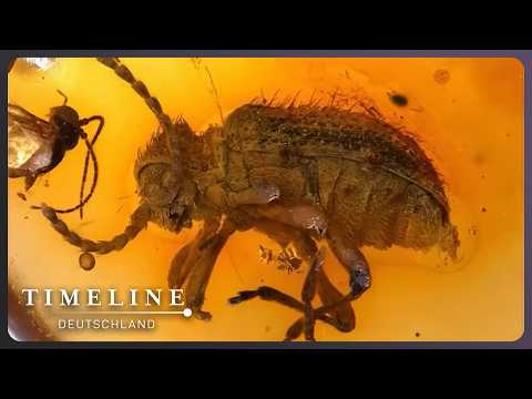 100 MILLIONEN Jahre alt: Was Bernstein über die EVOLUTION verrät