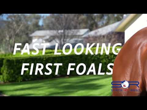 State Of Rest's Fast Looking First Foals