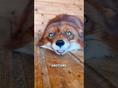 Cute red fox #animals #animallovers #cute #shorts #viral