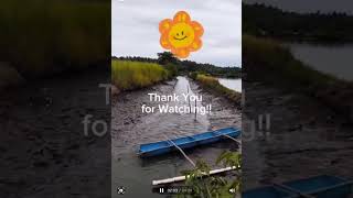 Buhay Palaisdaan#Saganang biyayang dagat#sipag At Tyaga