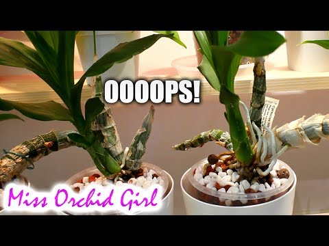 Messing up the Catasetum Orchids + fixing the mess Video