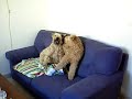 Irish Soft Coated Wheaten Terrier - Nisse&Elsa, Irish Soft Coated Wheaten Terriers 1