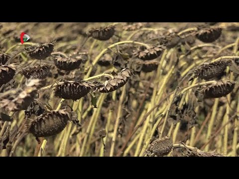 Pannon Gazda – 2025.09.05.