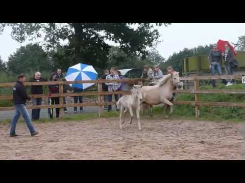 2011-08-27-Fohlentag auf Heesberg Teil I-Desktop.m4v