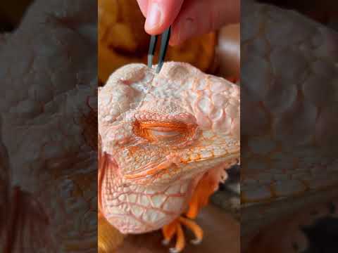 スパ🧡 #トカゲ #爬虫類 #ドラゴン #オレンジ #イグアナ #ペット