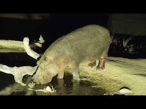 Djuma: Hippo with injured leg comes for nightly visit - 19:50 - 07/19/19