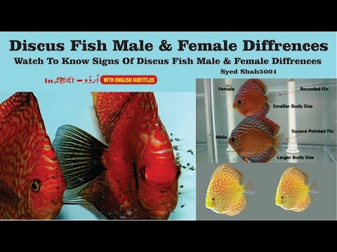 How To Find In Discus Fish Male or Female Difference between male and female in discus fish