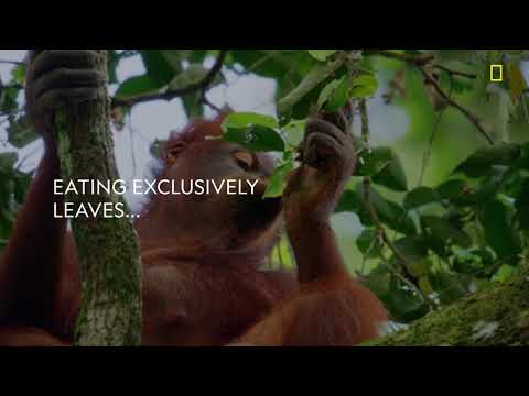 Hostile Planet - Jungles