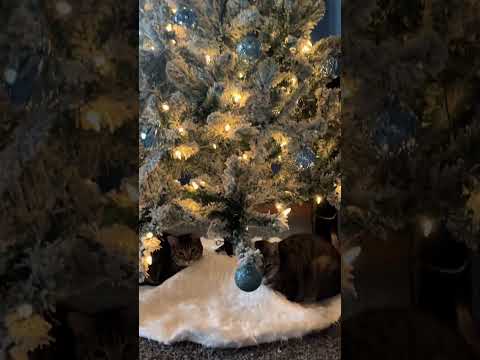 My heart is so full #catschristmastree #catsofFOK #cats