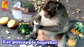 Monkeys Come and eat the pineapple together