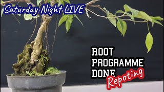 Download lagu Root Programme On The Rock FICUS Repotting-Saturday Night With FICUS mp3