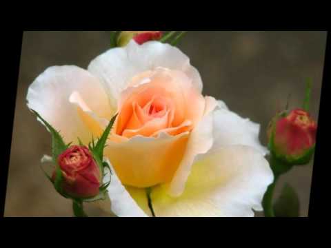 Nando Cordel - Flor de Cheiro