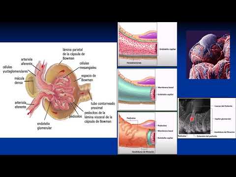 La Nefrona: Formación de la orina