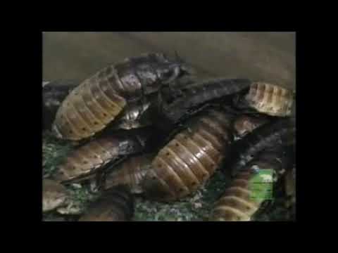 The Most Extreme - Survivors