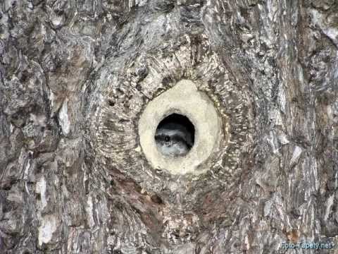 Pavel Dobeš - Brhlík a sojka