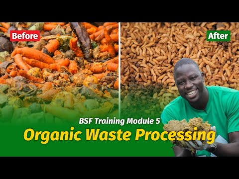How to Start Black Soldier Fly Farming - Organic Waste Processing & Storage (Module 5)