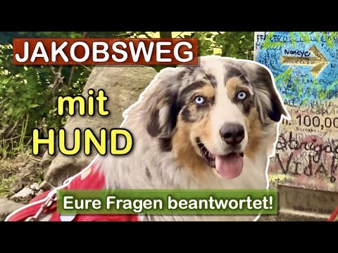 Pilgern mit HUND?! 🐶 Serie: ➡ Was man wissen muss! | 100 Fragen zum Camino |