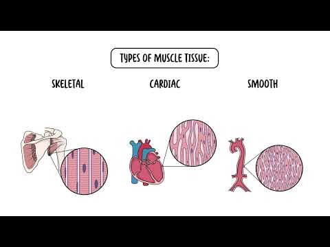 Cztery typy tkanek – nabłonkowa, łączna, nerwowa i mięśniowa
