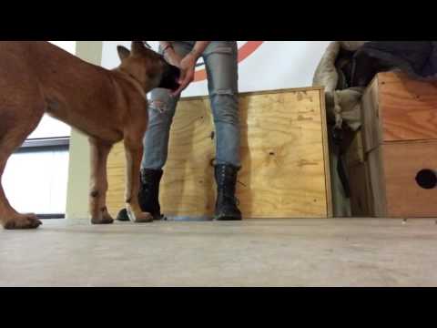 Clicker training in Austin (512) 927-9443 obedience training - "Leave it" with Zeke