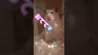 ちるのおてて🐹#ハムスター #キンクマ #癒し #hamster #かわいい #pets #follow
