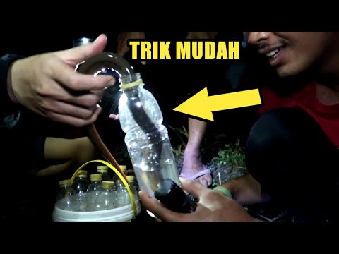 berburu-belut-dengan-tangan-kosong-di-sawah-kalo-tau-triknya-pasti-mudah-evlog