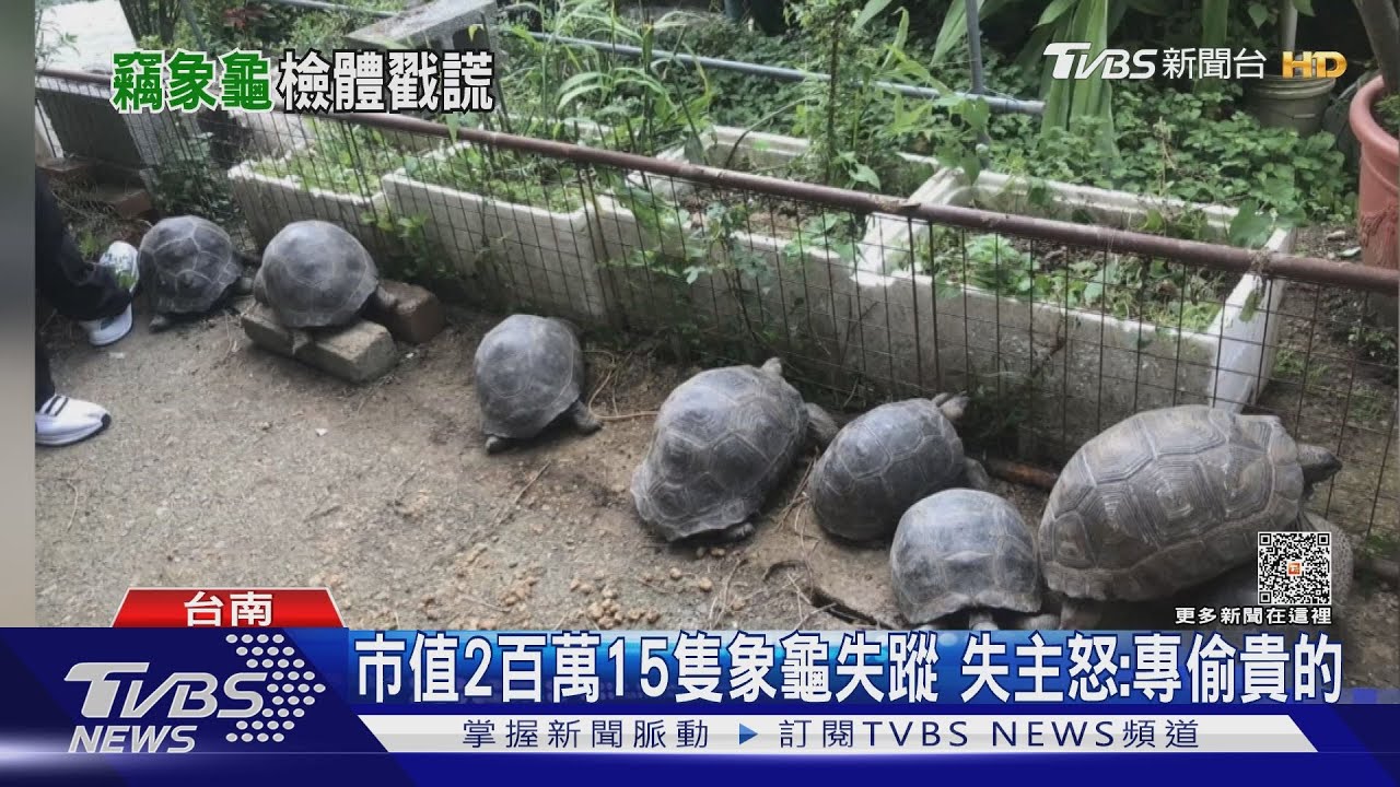 「世上第二大」15隻象龜失竊!警採「便便」核對 嫌才坦承