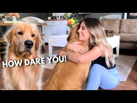 Sweet Moments: When Dogs Get Jealous of Each Other