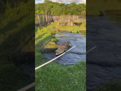 クロコダイルの攻撃!!🐊 (待ってください)