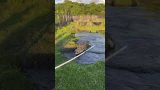 Download lagu CROCODILE ATTACKS!!🐊 (wait for it) mp3 Download lagu CROCODILE ATTACKS!!🐊 (wait for it) mp3