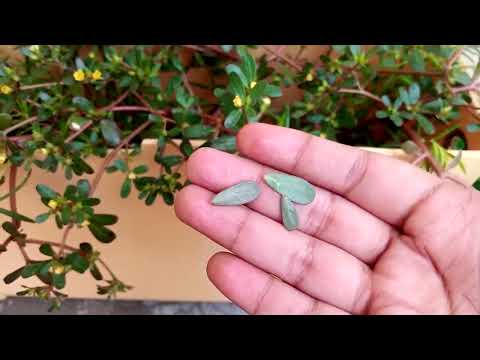 Yes, you can eat this edible weed ( portulaca oleracea)Let's talk about edible weed purslane.