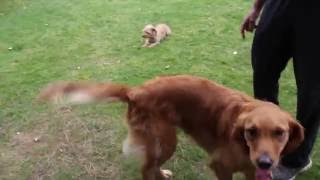 Dogs Life - Dog Boarding