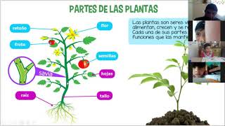 Clase de Ciencias Naturales Las plantas: un caso especial, págs 52-55, del libro de texto. 3B