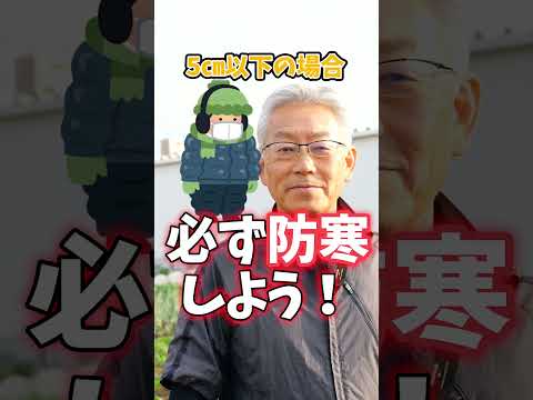 2月の屋外播種：この冬は何を植えますか？苗を霜から守るにはどうすればよいですか？  庭園