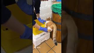 ことわざ　猫糞（ねこばば） #sora2