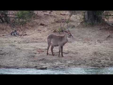 Djuma: Waterbuck bull - 07:58 - 08/18/20