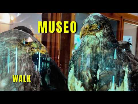 Caminata por el Histórico Museo de Zoología | Walking Tour en 4K