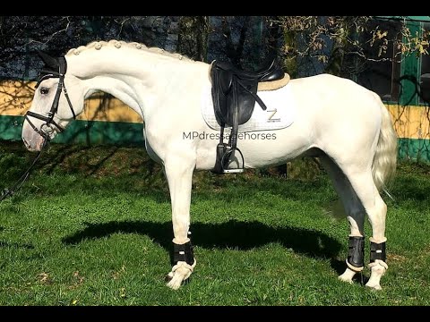 **SOLD** YR - Crossbreed Gelding 2005 - 1,55 m | #MP334