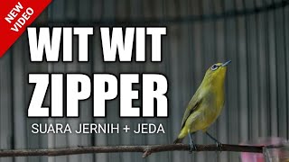 Download lagu MASTERAN PLECI WIT WIT WIT ZIPPER TERBARU !!! mp3 Download lagu MASTERAN PLECI WIT WIT WIT ZIPPER TERBARU !!! mp3