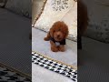 犬の動画 519
