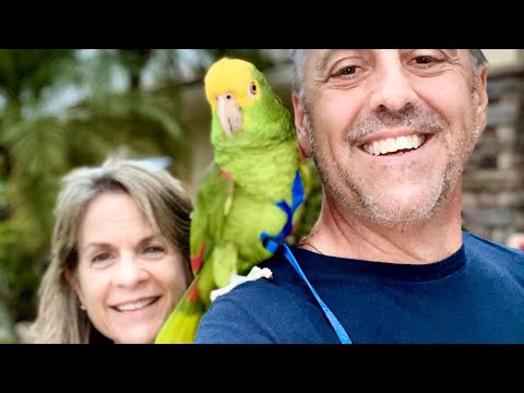 How did we train Tico to sing?