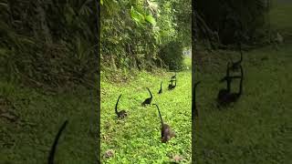 ハナジロハナグマに出会った🇨🇷