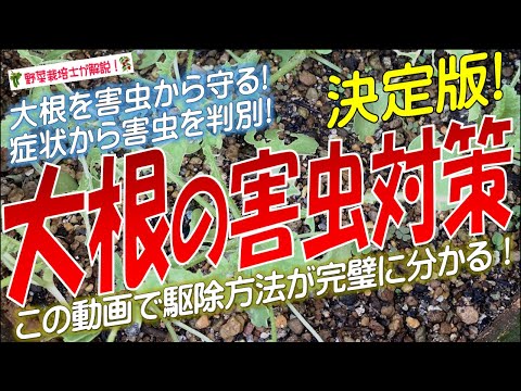 コガネムシの幼虫は堆肥中の虫の出現を防ぎます 大きな白い土 ゴールデンケトン