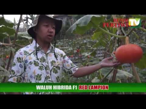 Butirat untuk potensi Produk yang dapat mempengaruhi penurunan potensi
