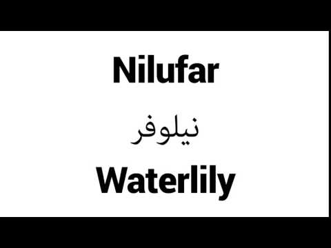 How to Pronounce Nilufar! - Middle Eastern Names