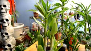 Orchid Haul/Carmela Orchids in Hawaii - October 2016