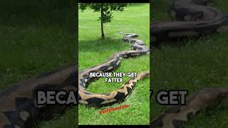 Download lagu Python vs Anaconda: Siapakah yang Merebut Gelar Ular Terbesar di Dunia? - Forrest Galante di JRE mp3 Download lagu Python vs Anaconda: Siapakah yang Merebut Gelar Ular Terbesar di Dunia? - Forrest Galante di JRE mp3