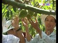 Canh tác cây sầu riêng mùa mưa
