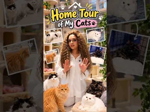 😻 ഞങ്ങളുടെ പൂച്ചകളുടെ വീട് കണ്ടിട്ടുണ്ടോ? 🏡🐾| Cat Family Home Tour #cat #cats #catvideos #catshorts